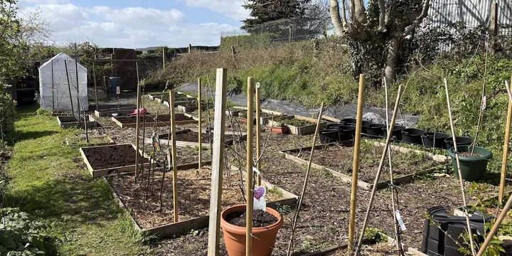 My Allotment So Far
