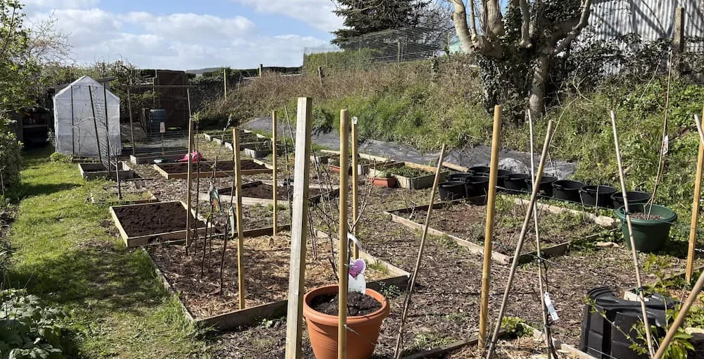 My Allotment So Far
