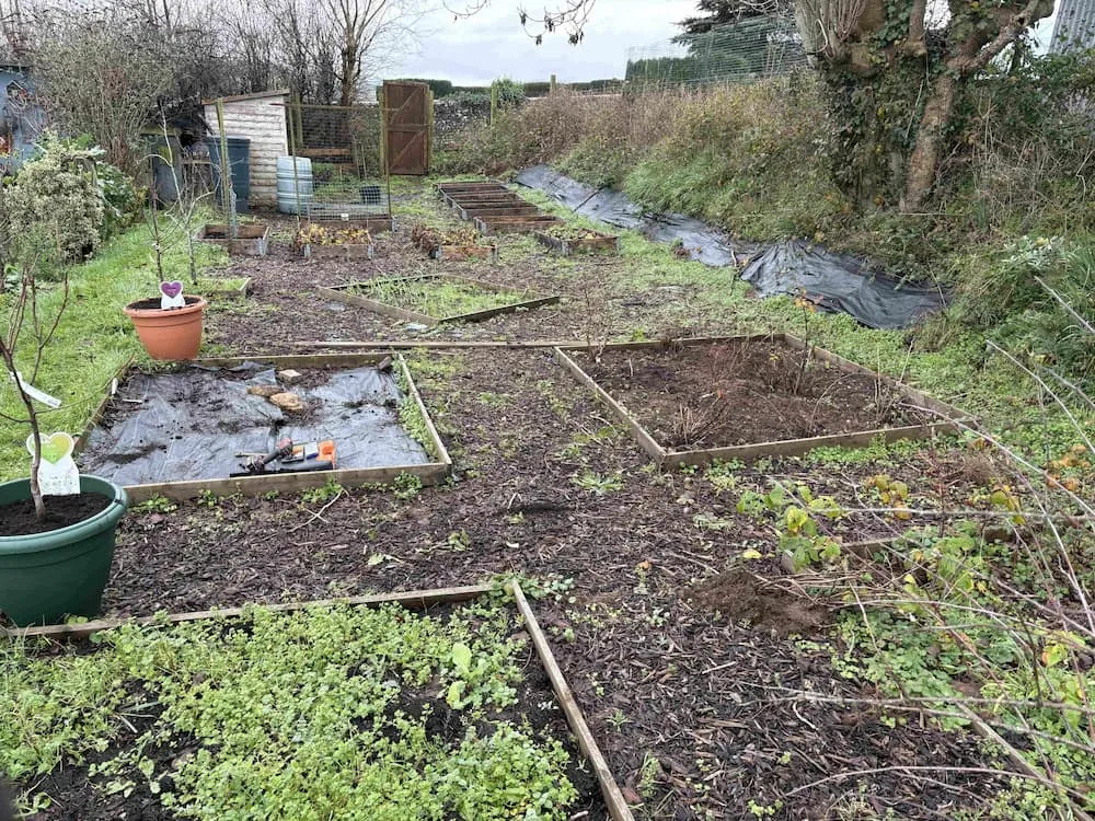 my allotment at the start