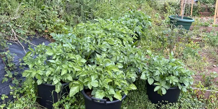 Growing potatoes