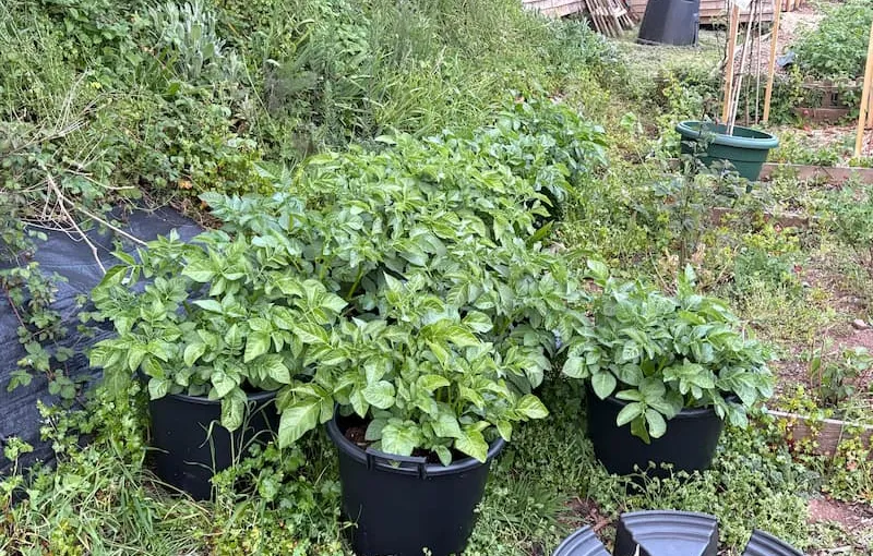 Growing potatoes