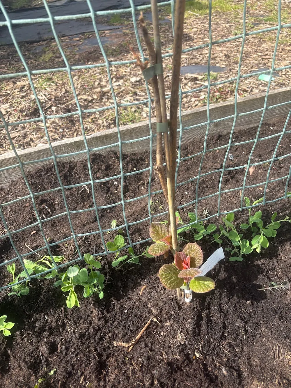 kiwi_plant