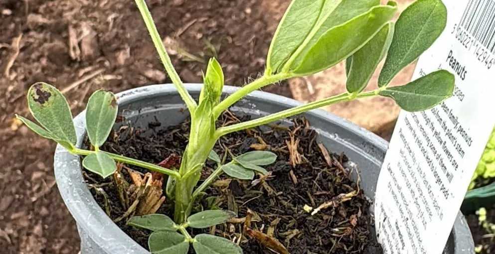 Peanuts, Kiwi & Peaches: My Unexpected Allotment Experiments