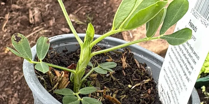 Peanuts, Kiwi & Peaches: My Unexpected Allotment Experiments