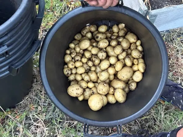 potato dying off