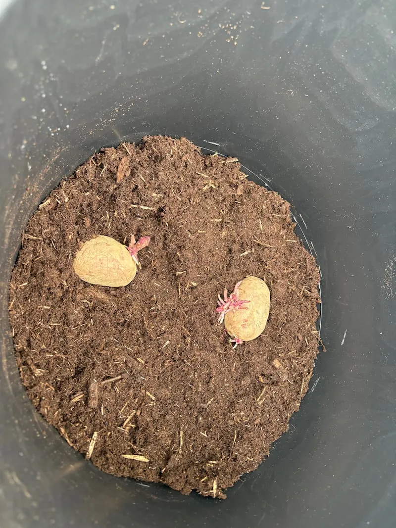potato seeding