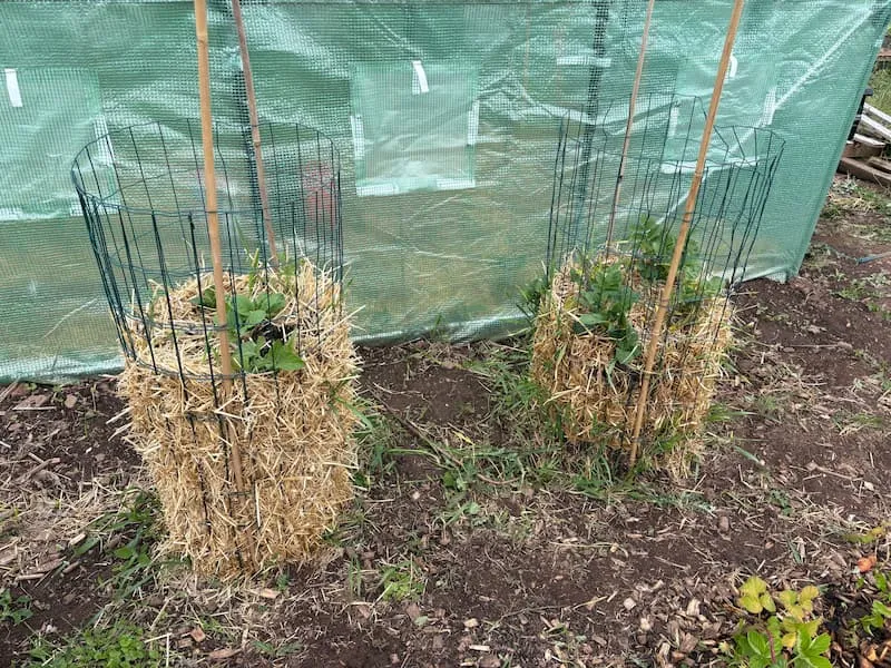 potato towers