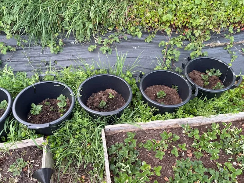 potato sprouts